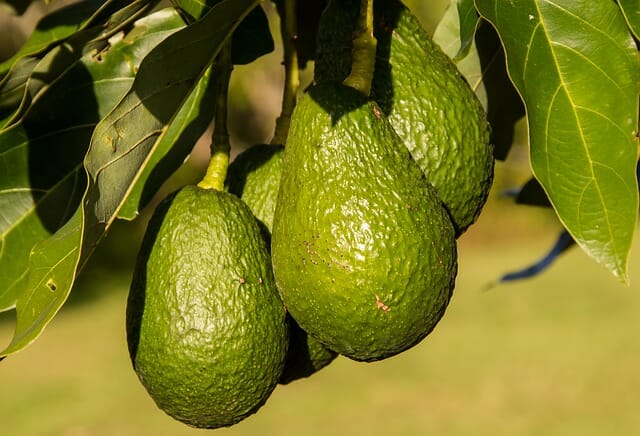 Huile végétale d'Avocat*