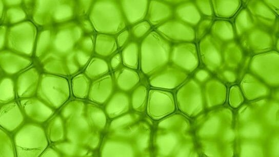 Chlorophylle d'origine végétale