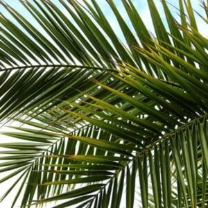 Huile végétale de Palme*