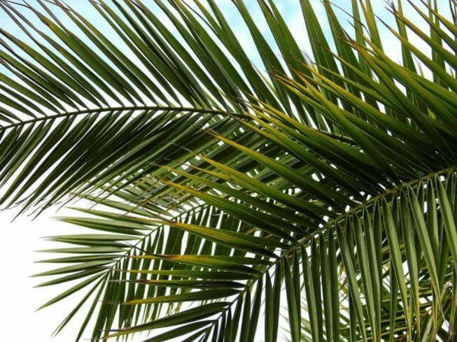 Huile de Palme*