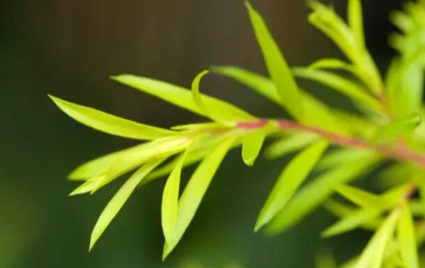 Huile essentielle de Tea Tree*