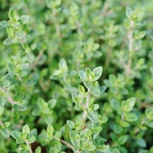 Thyme essential oil *