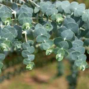 Eucalyptus hydrolaat *