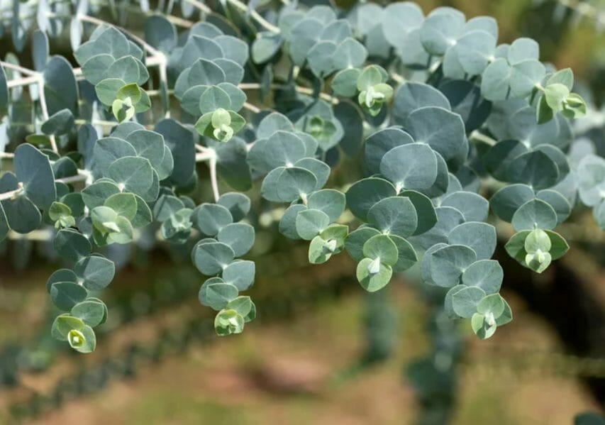 Hydrolat d'Eucalyptus*