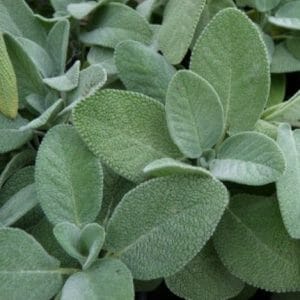 Aceite esencial de salvia *