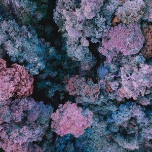 Algue Coralline