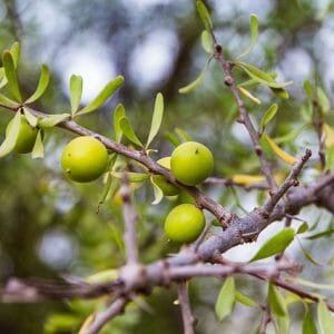 Huile d'Argan*