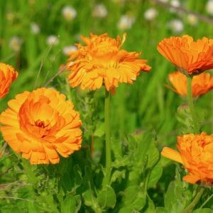 Extrait de Calendula*
