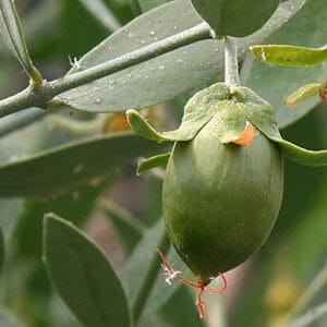Huile de Jojoba*
