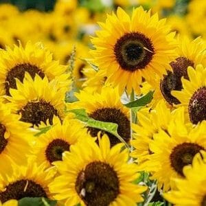 Huile de Tournesol*