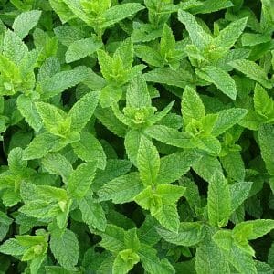 Huile essentielle de Menthe Poivrée*
