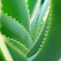 Aloe Vera Bio